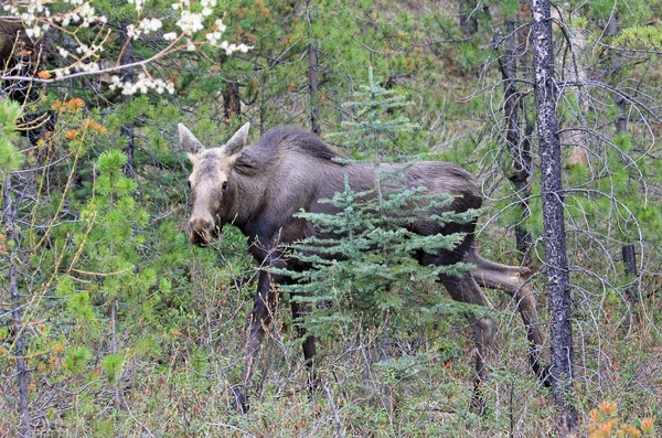 Female Moose Spruce Trees Jasper National Park Alberta Canada — Stock Photo, Image