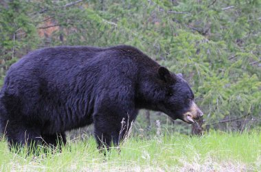 Büyük Siyah ayı - Jasper Ulusal Parkı, Alberta, Kanada