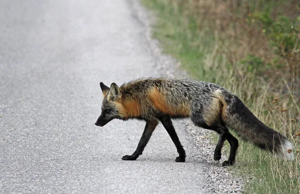 Graufuchs Unterwegs Jaspis Nationalpark Alberta Kanada — Stockfoto