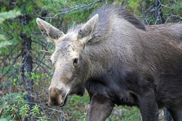 Female Moose Portrait Jasper National Park Alberta Canada — Stock Photo, Image