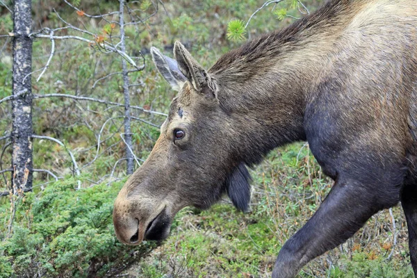 Female Moose Profile Jasper National Park Alberta Canada — Stock Photo, Image