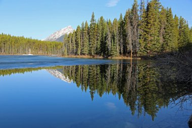 Herbert Gölü'ndeki orman - Banff Ulusal Parkı, Alberta, Kanada