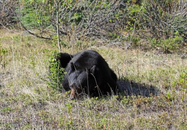 Siyah ayı istirahat - Jasper Ulusal Parkı, Alberta, Kanada
