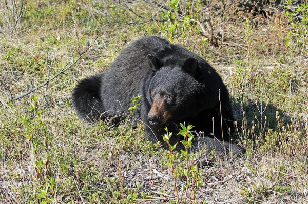 Observación Del Oso Negro Parque Nacional Jasper Alberta Canadá —  Fotos de Stock