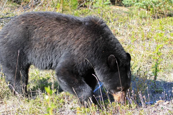 Fekete Medve Gyaloglás Jasper National Park Alberta Kanada — Stock Fotó