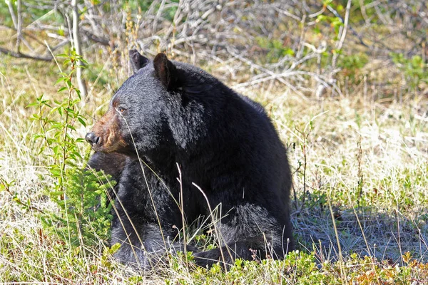 Black Bear Portrait Jasper National Park Alberta Canada — Stock Photo, Image