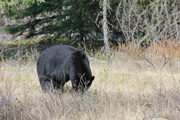 Fekete Medve Evés Jasper Nemzeti Park Alberta Kanada — Stock Fotó