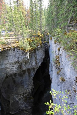 MalignE Canyon dikey sıkışmış kaya - Jasper ulusal Parkı, Alberta, Kanada