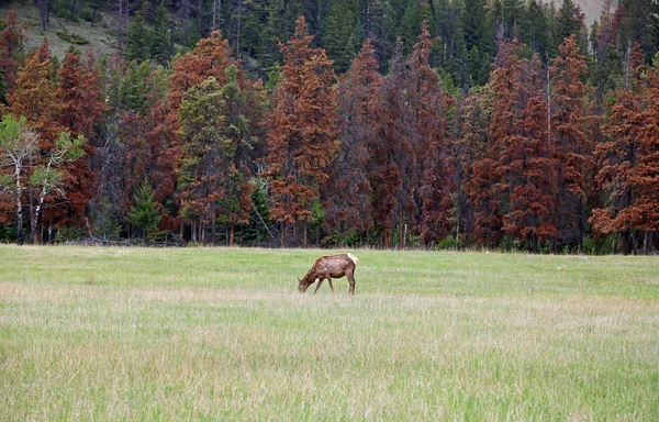 Female Elk Meadow Jasper National Park Alberta Canada — Stock Photo, Image
