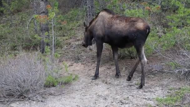 Alce Femenino Parque Nacional Jasper Alberta Canadá — Vídeos de Stock