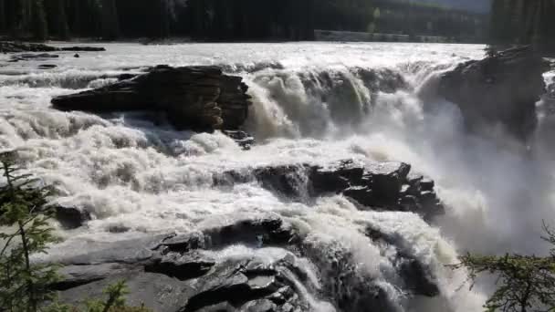 アサバスカの滝クローズアップ ジャスパーNp アルバータ カナダ — ストック動画