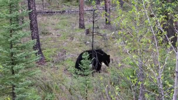 Urso Negro Selvagem Parque Nacional Jasper Alberta Canadá — Vídeo de Stock