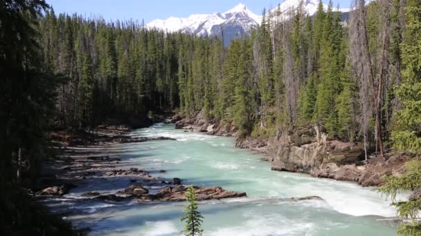 Kicking Horse River Columbia Britannica Canada — Video Stock