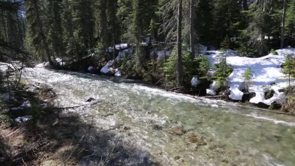 Creek Yoho British Columbia Canada — Stock Video