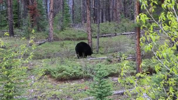 Urso Negro Floresta Parque Nacional Jasper Alberta Canadá — Vídeo de Stock