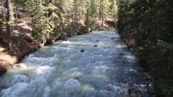 Bosque Johnston Canyon Banff Alberta Canadá — Vídeo de stock