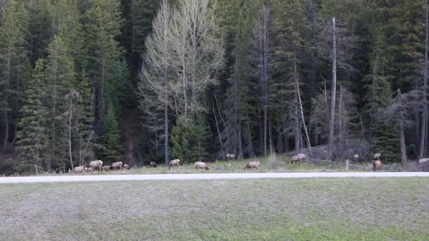 Elk Grazing Yoho Canada — Stock Video