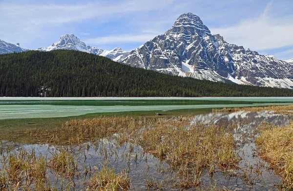 Grass shore on Waterfowl Lake, Banff National Park, Alberta, Canada