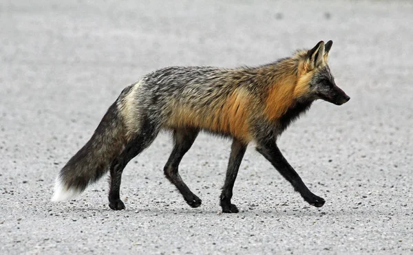Gray Fox Walking Национальный Парк Джаспер Альберта Канада — стоковое фото