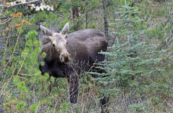 Female Moose Trees Jasper National Park Alberta Canada — Stock Photo, Image