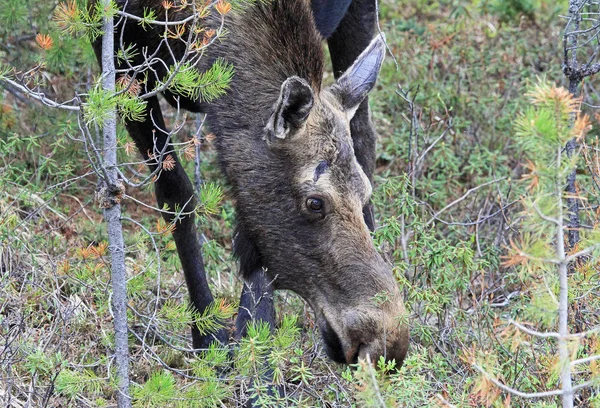 Pine Tree Moose Head Jasper National Park Alberta Canada — Stock Photo, Image