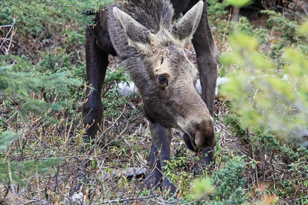 Moose Head Trees Jasper National Park Alberta Canada — Stock Photo, Image