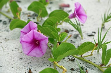 Railroad Vine çiçekleri - Hutchinson Adası, Doğu Florida sahili