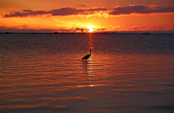 Heron ve günbatımı-Dunedin, Florida