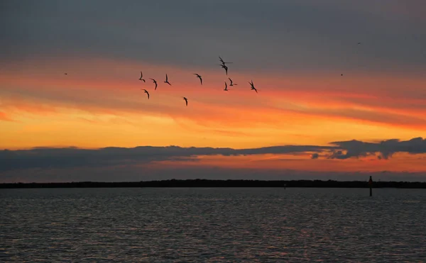 Pôr Sol Colorido Pássaros Dunedin Florida — Fotografia de Stock