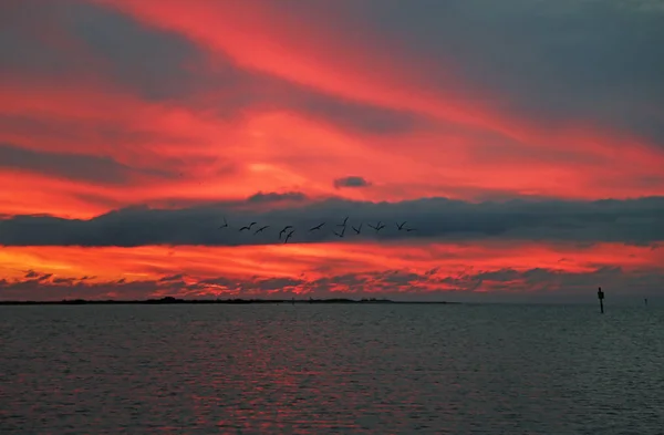 Κόκκινος Ουρανός Και Πουλιά Ντούνεντιν Φλόριντα — Φωτογραφία Αρχείου