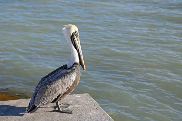 Pelikan Dzika Przyroda Zatoce Meksykańskiej Florydzie — Zdjęcie stockowe
