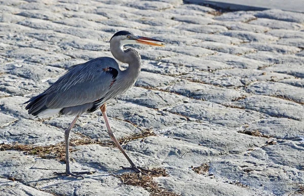 Wielki Niebieski Czapon Walking Wildlife Mexico Gulf Floryda — Zdjęcie stockowe