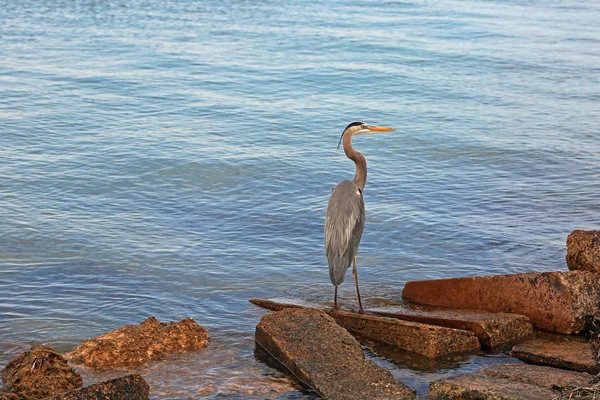 Grande Garça Azul Golfo Vida Selvagem Golfo México Flórida — Fotografia de Stock