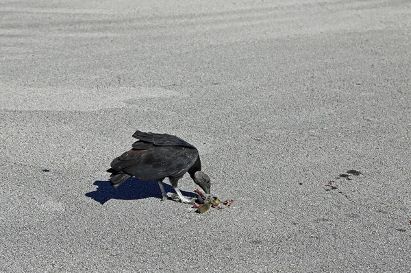 Vulture Dinner Dyreliv Mexico Gulf Florida – stockfoto