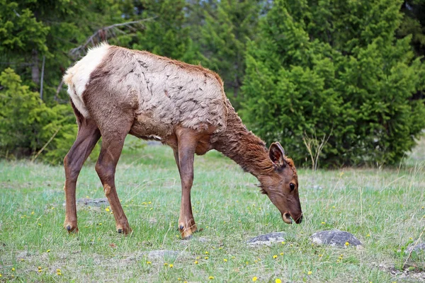 Female Elk Grazing Jasper National Park Alberta Canada — Stock Photo, Image