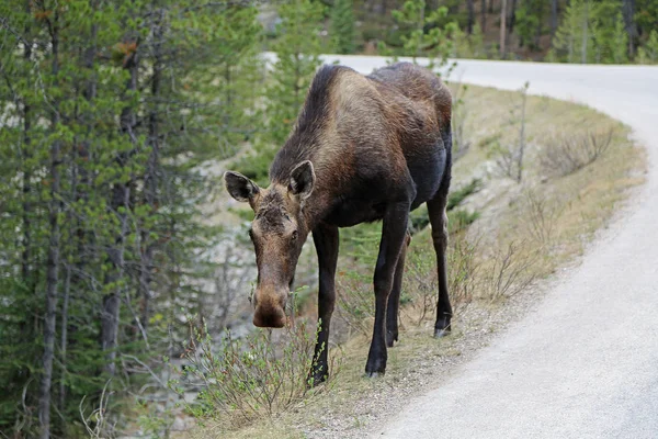 Female Moose Edge Road Jasper National Park Alberta Canada — Stock Photo, Image
