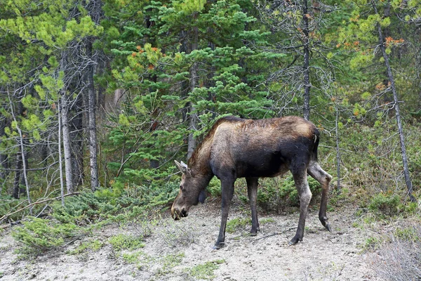 Female Moose Edge Forest Jasper National Park Alberta Canada — Stock Photo, Image