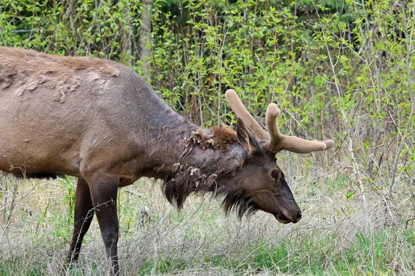 Male Wild Elk Jasper National Park Alberta Canada — Stock Photo, Image