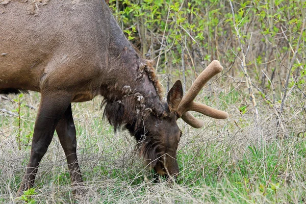Male Elk Grazing Close Jasper National Park Alberta Canada — Stock Photo, Image