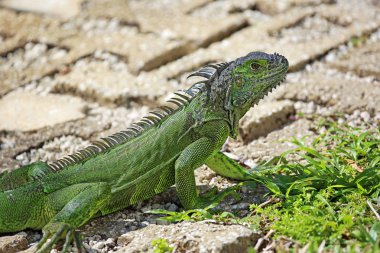 Yolda Yeşil iguana - Vahşi yeşil iguana, güney Florida