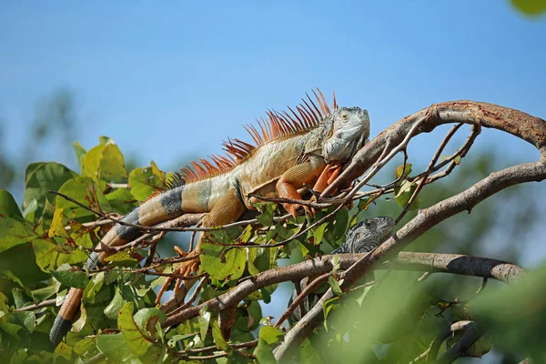 木の上の2つのイグアナ ワイルドグリーンイグアナ 南フロリダ — ストック写真