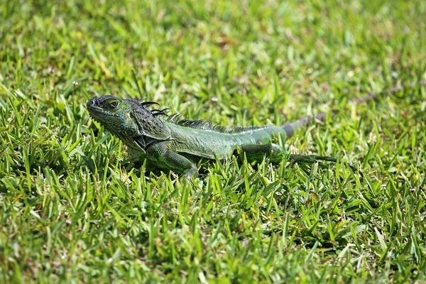 Iguane Vert Sur Herbe Verte Iguane Vert Sauvage Sud Floride — Photo