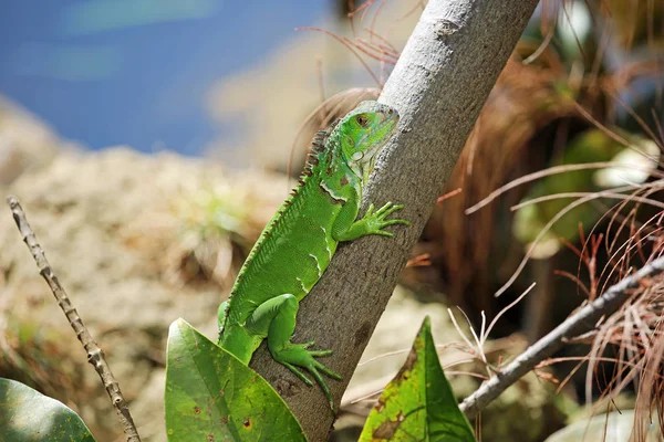 Iguana Verde Escalando Árvore Iguana Verde Selvagem Sul Flórida — Fotografia de Stock