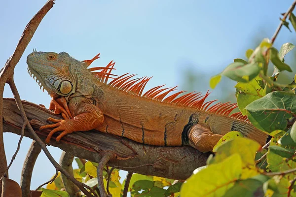 Iguana Laranja Iguana Verde Selvagem Sul Flórida — Fotografia de Stock