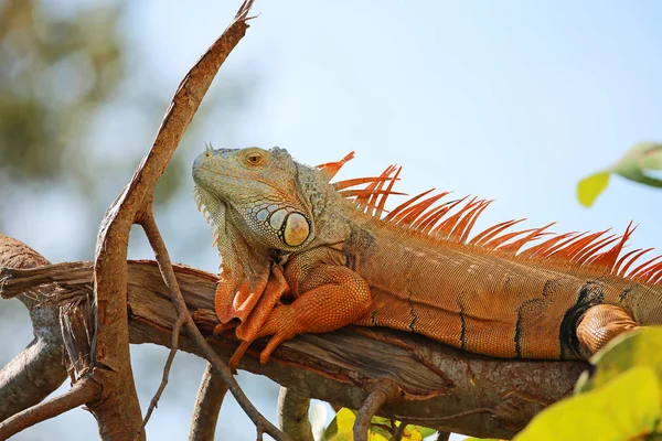 Oranje Leguaan Rusten Wilde Groene Leguaan Zuid Florida — Stockfoto