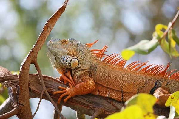 Iguana Laranja Perto Sul Flórida — Fotografia de Stock