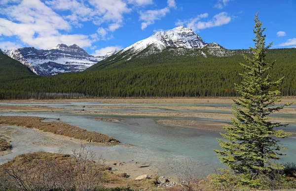 Ağaçlı peyzaj - Jasper Ulusal Parkı, Alberta, Kanada