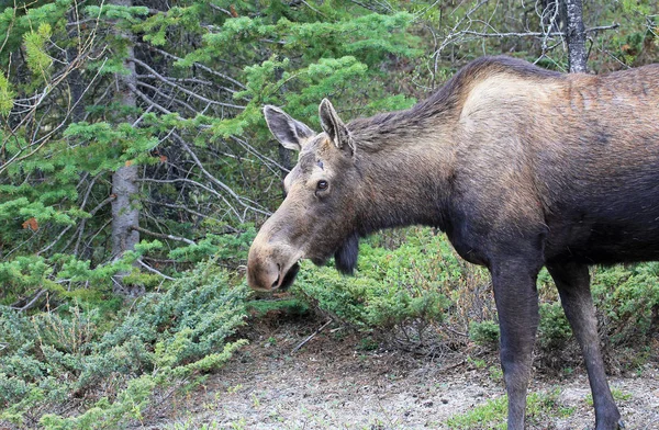 Female Moose Jasper National Park Alberta Canada — Stock Photo, Image