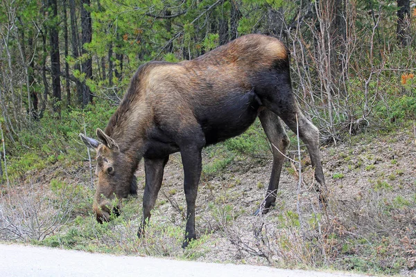 Alce Hembra Borde Carretera Parque Nacional Jasper Alberta Canadá — Foto de Stock