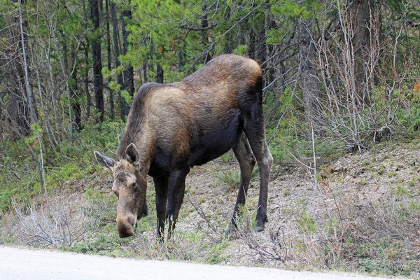 Female Moose Standing Jasper National Park Alberta Canada — Stock Photo, Image